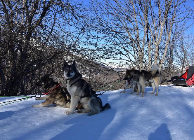 Chiens de traineau Valmeinier