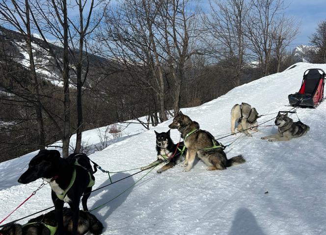 Chiens de traineaux val d'isère