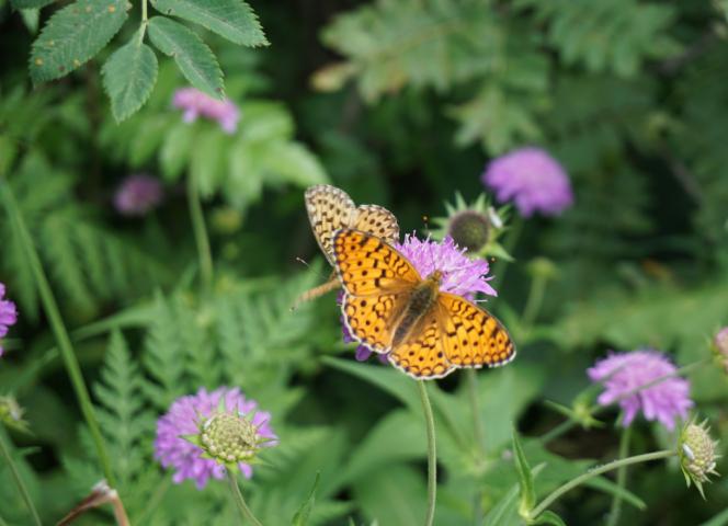 Sentier des papillons