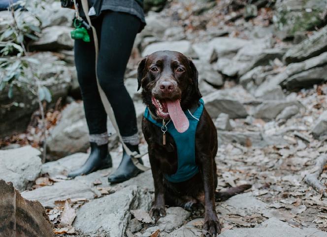 Rando avec son chien