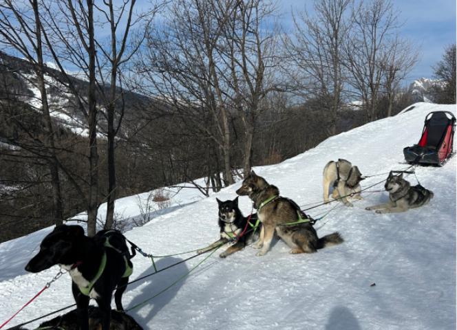 Chiens de traineau