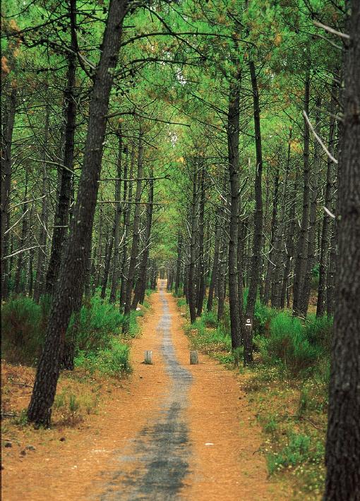 Forêt des Landes 