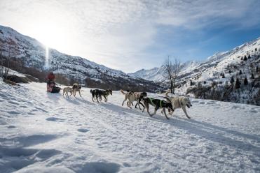 Chiens de traineaux