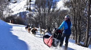 Chiens de traineaux Station de Valmeinier