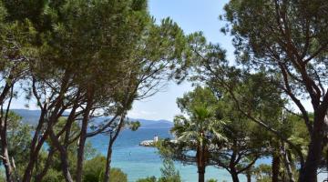 Bormes les mimosas 