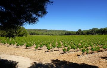 Vignes - vin