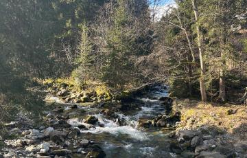 Ruisseau Bois d'Amont