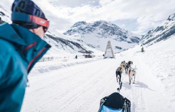 Chien de traineau Val d'Isère - OT Val d'Isère