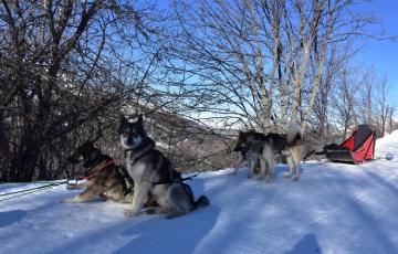 Chiens de traineau