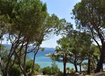 Bormes les mimosas 